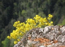 Encyklopedia roślin: Smagliczka gorska