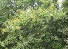 Encyklopedia roślin: Miotleniec wiechowaty  Koelreuteria paniculata