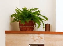 Encyklopedia roślin: KWIATY W MIESZKANIU  Nefrolepis   paproc wytrzymal