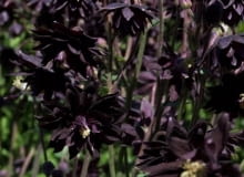 Encyklopedia roślin: Orlik pospolity  Aquilegia vulgaris plena   Black