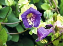02.10.2005 ROSLINA JEDNOROCZNA, KWIATY , PNACZE - KOBEA COBEA SCANDENS FOT. WIESLAW GAWRYS PUBLIKACJA KWIETNIK NR 9 (177) - 9 2009