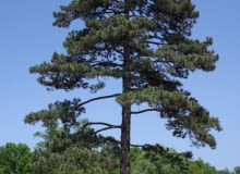 Encyklopedia roślin: Sosna czarna  Pinus nigra