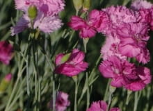 Encyklopedia roślin: Gozdzik postrzepiony  g  pierzasty  Dianthus pluma