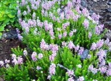 Encyklopedia roślin: 