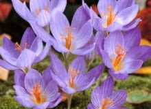 Encyklopedia roślin: Krokus okazaly  kwitnacy jesienia  Odmiana  Conque