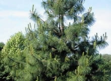 Encyklopedia roślin: Sosna zolta  Pinus ponderosa