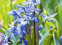 Cebulica syberyjska ma oryginalne niebieskie kwiaty, jakby pomalowane akwarelą. Osiąga około 12 cm wysokości, rośnie w kępkach