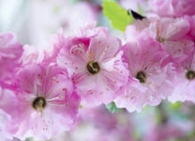 Kwiaty migdałka trójklapowego (Prunus triloba) zachwycają urodą. Co ciekawe, popularna jest ich forma pełna - ten krzew o kwiatach pojedynczych jest kolekcjonerskim rarytasem