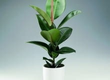 Encyklopedia roślin: Figowiec sprezysty  Ficus elastica