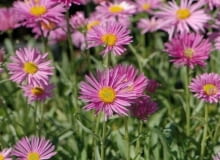 Encyklopedia roślin: Aster alpejski  Pinkie  ma rozowe kwiaty