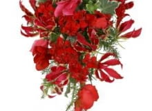 Encyklopedia roślin: glorioza   br fiolek alpejski Cyclamen   br pelarg