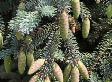 Encyklopedia roślin: Swierk pospolity  Picea abies   Acrocona