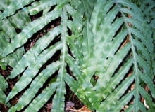 Encyklopedia roślin: Paproc zlocista  Plebodium aureum