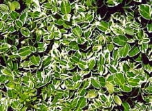 TRZMIELINA FORTUNEA EUONYMUS FORTUNEI ODMIANA EMERALD GAIETY KEZEW LISCIASTY ZIMOZIELONY