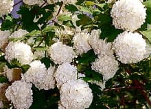 Kalina koralowa 'Roseum' (buldeneż).