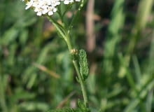 Encyklopedia roślin: Krwawnik pospolity  Achillea millefolium