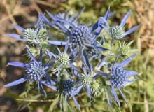 mikołajek płaskolistny