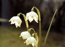 SNIEZYCA WIOSENNA LEUCOJUM VERNUM ROSLINA CEBULOWA ZE SNIEGIEM W NAZWIE WIOSNA