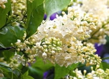 Lilak pospolity 'Primrose' (synonim 'Yellow Wonder') - modna odmiana, nieduży krzew dobry do małych ogrodów. Kremowe kwiaty