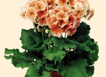 PIERWIOSNEK PRIMULA ROSLINA DONICZKOWA