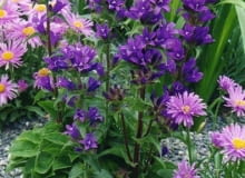 Dzwonek skupiony (Campanula glomerata Acaulis)