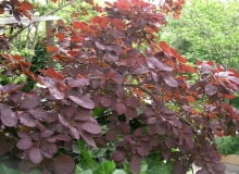 Perukowiec podolski (Cotinus coggygria)