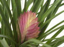 Encyklopedia roślin: Oplatwa modra  Tillandsia cyanea   Ma zielone lisc