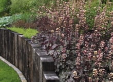 Oprócz kwiatów koloru rabatom dodają gatunki o kolorowych liściach, np. żurawka 'Palace Purple'