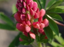 Encyklopedia roślin: Lubin trwaly  Lupinus polyphyllus    The Pages