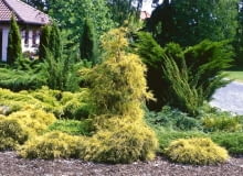 OGROD - ROSLINY , JALOWIEC , ZYWOTNIK , CYPRYSIK