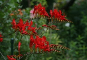 Krokosmia 'Lucifer' - jednorazowo