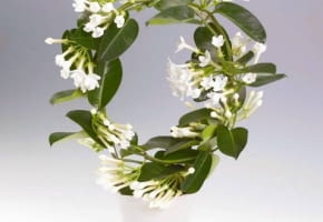 Stefanotis Bukietowy. To piękne pnącze wymaga dużo światła i świeżego powietrza, ale źle znosi bezpośrednie nasłonecznienie. Intensywnie pachnące białe kwiaty rozwijają się od maja do sierpnia.