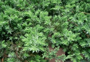 Encyklopedia roślin: Jalowiec nadbrzezny  Juniperus conferta   Blue Pac