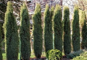 Encyklopedia roślin: Jalowiec pospolity  Juniperus Hibernica