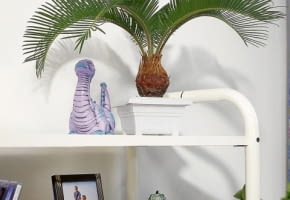 Encyklopedia roślin: Sagowiec odwiniety  Cycas revoluta   Palma paproci