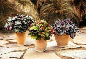 Encyklopedia roślin: 