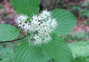 Encyklopedia roślin: Deren skretolistny   inaczej naprzemianlistny  Cor