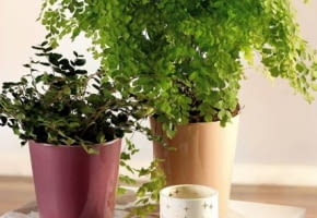 Encyklopedia roślin: WYSTROJ WNETRZ   ROSLINY WYMAGAJACE  Adiantum nie