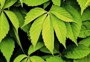 Winobluszcz pięciolistkowy