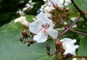 Encyklopedia roślin: Katalpa  surmia  catalpa  jest drzewem lisciastym