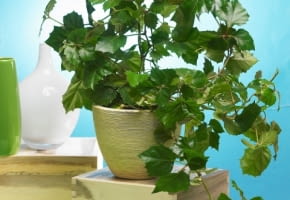 Encyklopedia roślin: Cissus rombolistny