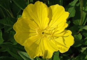 Encyklopedia roślin: Wiesiolek ozdobny inaczej missouryjski  Oenothera