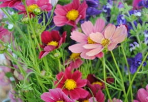 Kwiaty jednoroczne. Kolorowe kosmosy błękitne i szałwie powabne prosto z rabaty mogą trafić do bukietu