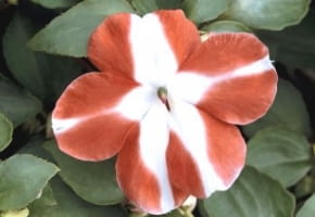 Kwitnące okazy niecierpka Wallera kupuje się zwykle wiosną jako rośliny sezonowe. Tworzą niskie (do 30 cm) kępy, choć niektóre odmiany mają zwisłe pędy.