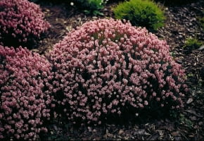 Encyklopedia roślin: Brukentalia ostrolistna  Bruckenthalia spiculifoli