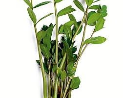 15.09.03 WARSZAWA ROSLINY DONICZKOWE ZAMIOCULCAS ZAMIOKULKAS CZESC PODZIEMNA NADZIEMNA PEDY LISCIE KORZENIE BULWY KLACZA FOT. PAWEL SLOMCZYNSKI AGENCJA GAZETA