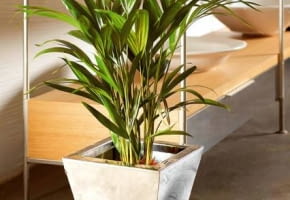 07.12.2005 WARSZAWA DLA MIESIECZNIKA CZTERY KATY ROSLINY DONICZKOWE ROSLINA DONICZKOWA WNETRZE MIESZKANIE PALMY PALMA PALEMKI PALEMKA ZIELEN DONICZKA DONICZKI NOWOCZESNE WNETRZE STYLIZACJA ANETA KOSIBA ZDJECIA ZROBIONE W SKLEPIE DELMIDECO UL. RACLAWICKA 99 FOT. LUKASZ ZANDECKI / AGENCJA GAZETA PUBLIKACJA CZTERY KATY NR 3 (173) - 3.2006