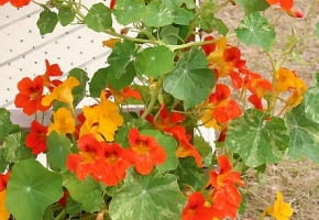 NASTURCJA(Tropaeolum majus) tworzy kwiaty w ognistych barwach. Pędy u odmian karłowych mają długość 30-50 cm, u pnących dorastają do 3 m. Siew: wprost do skrzynek w kwietniu lub w maju.