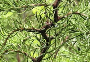 MODRZEW JAPOŃSKI 'DIANA' po 10 latach osiąga wysokość około 5 m - oczywiście jeśli nie jest mocno przycinany.