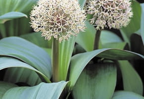 Czosnek karatawski (Allium karataviense)